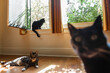 © MEGHAN PINSONNEAULT/Stocksy - Funny Cat Looking at Camera with Two Lounging Cats