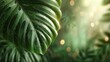 © สมเจตน์ หนูแก้ว - Lush green tropical monstera leaf close-up rainforest photorealistic artwork vibrant light macro view nature's beauty