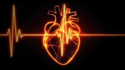 Wall Mural - glowing orange illustration of a human heart with an accompanying heartbeat line against a black bac