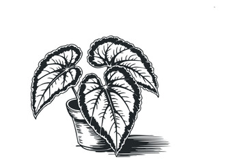 Wall Mural - Potted plant with large textured leaves rendered in bold outline style on transparent background. Vector hand drawn illustration