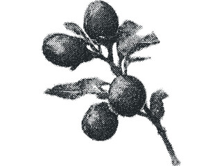 Wall Mural - Halftone dot berry branch isolated on white. Vector hand drawn illustration