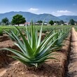 © saikat - Robust Aloe Vera Cultivation High Resolution Picture