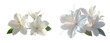 © MdMojnu - Set White Floral Arrangement PNG Isolated on Transparent Background