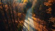 © Lina - A forked country road winding through an autumn forest, captured from above in golden sunlight.
