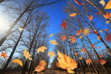 falling autumn leaves, fall, yellow and red against the sky and tree branches in october park backgr