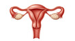 © Ines - Isolated Anatomical illustration of the human female reproductive system, uterus, ovaries