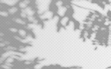 Wall Mural - shadow overlay of abstract tree foliage with empty space on transparent background