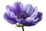 Close-up of a single, vibrant purple-blue anemone flower