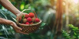 Farmer holding basket of freshly picked rambutan fruit in orchard