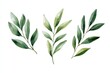 © Boykun - Watercolor botanical illustration of three sets of leaves
