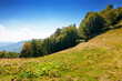 © Pellinni - calm autumn day in carpathian mountains. deciduous trees on the grassy hills of krasna ridge. sunny scenery of transcarpathia in fall season under blue sky with clouds. beauty in nature concept