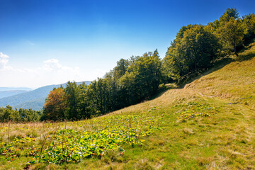Wall Mural - calm autumn day in carpathian mountains. deciduous trees on the grassy hills of krasna ridge. sunny scenery of transcarpathia in fall season under blue sky with clouds. beauty in nature concept