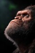 © Kakabe - A hyper-realistic portrait of a primate gazing upward, showcasing intricate facial details and textures, suitable for educational materials, wildlife documentaries, or artistic projects,