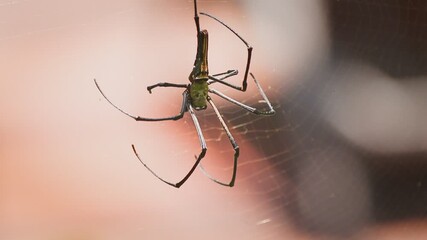 Macro close-up of a golden orb-weaver spider (genus Nephila) resting on its intricate web. The spider’s long legs and elongated body are clearly visible, with fine details of the silk threads.