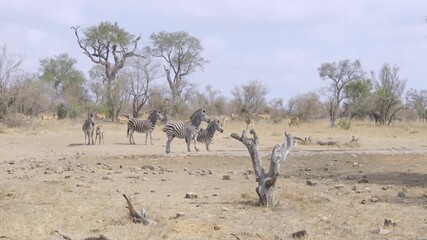 Wall Mural - a wide shot of a zebra herd standing at a waterhole of kruger national park in south africa