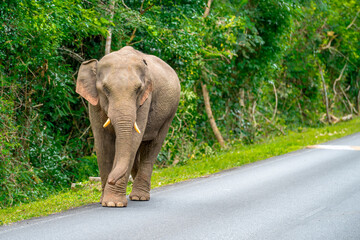 Wall Mural - Its body is gray, its snout is called the trunk. The trunk of the Asian elephant has only one beak. Nakhon Ratchasima, Thailand.