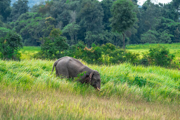 Wall Mural - Its body is gray, its snout is called the trunk. The trunk of the Asian elephant has only one beak. Nakhon Ratchasima, Thailand.