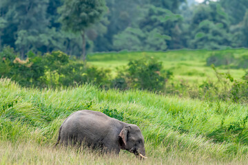 Wall Mural - Its body is gray, its snout is called the trunk. The trunk of the Asian elephant has only one beak. Nakhon Ratchasima, Thailand.