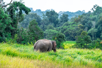 Wall Mural - Its body is gray, its snout is called the trunk. The trunk of the Asian elephant has only one beak. Nakhon Ratchasima, Thailand.