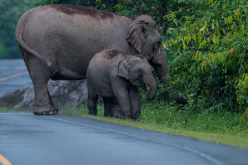 Wall Mural - Its body is gray, its snout is called the trunk. The trunk of the Asian elephant has only one beak. Nakhon Ratchasima, Thailand.