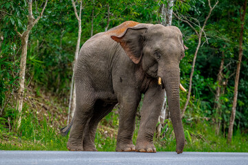 Wall Mural - Its body is gray, its snout is called the trunk. The trunk of the Asian elephant has only one beak. Nakhon Ratchasima, Thailand.