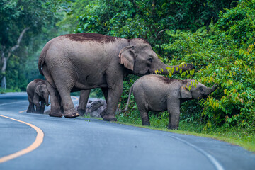 Wall Mural - Its body is gray, its snout is called the trunk. The trunk of the Asian elephant has only one beak. Nakhon Ratchasima, Thailand.