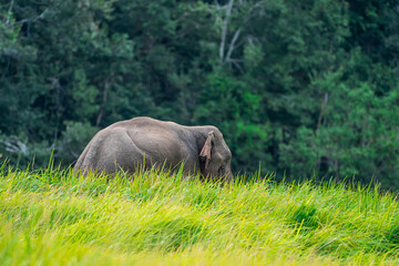 Wall Mural - Its body is gray, its snout is called the trunk. The trunk of the Asian elephant has only one beak. Nakhon Ratchasima, Thailand.