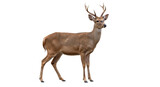 Isolated deer with antlers looking left standing gracefully in a natural pose