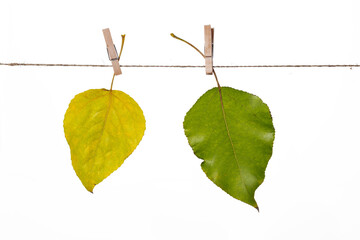 Wall Mural - Yellow and green poplar (Pópulus)  leaves on a white background isolate