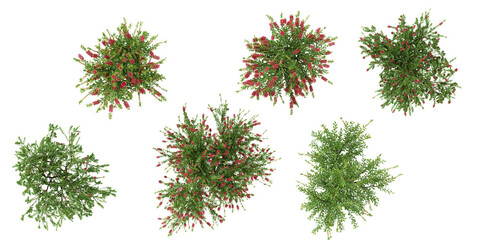 set of callistemon plants on transparent background from the top view