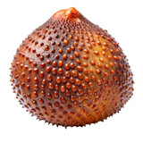 A single spiky salak fruit with reddish brown skin showing its unique texture isolated on transparent background