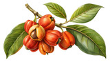 Watercolor illustration of garcinia gummigutta fruit on a branch, isolated on transparent background, with vibrant colors