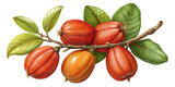 Hand drawn illustration of garcinia cambogia fruits on a branch isolated on transparent background