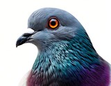 Close-up pigeon portrait