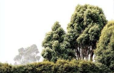 Wall Mural - Lush Green Trees and Foliage in a Tranquil Outdoor Landscape on a Foggy Day