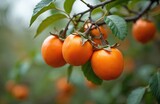 Ripe orange persimmon fruits hang from tree branches amid green leaves. This healthy, sweet fruit ripens in natural outdoor settings during autumn harvest season.