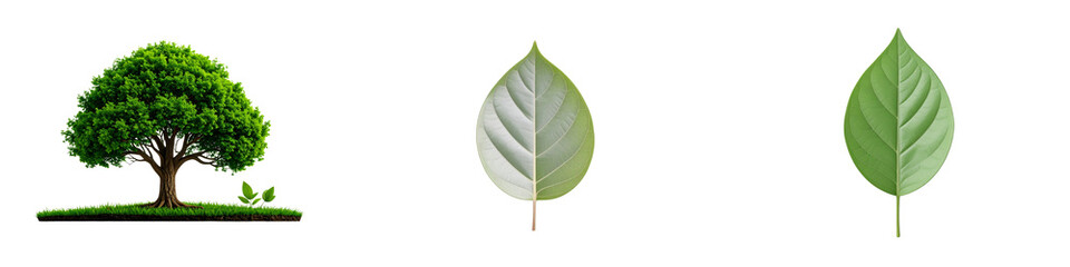 Small green tree and two elongated leaves isolated on transparent background