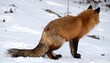 © Arfin Studio - Wild Red Fox with Fluffy Tail Standing on Snow Field for Premium Animal Object and Wildlife Concept