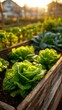 © DeepView - Lettuce in Wooden Raised Garden Bed at Sunset