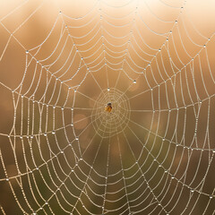 Spider on a web covered in morning dew at sunrise, a beautiful macro of nature's intricate and delicate patterns.