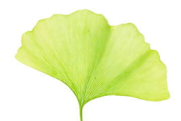 A leaf is shown in a green color