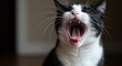 © Andry - Black and white cat yawning with open mouth