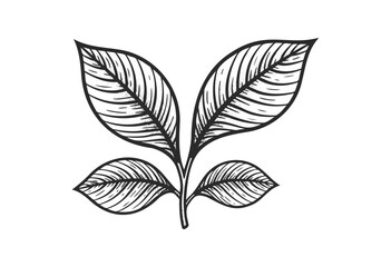 Wall Mural - hand-drawn leaves illustration with four detailed leaves - stock vector