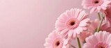 Pink gerbera daisies arranged against a soft pink background