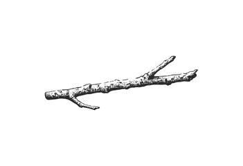 Detailed black and white illustration of a tree branch - stock vector