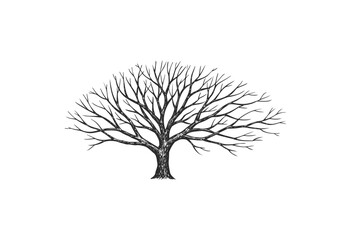 Wall Mural - detailed illustration of a leafless tree with intricate branch patterns - stock vector