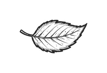 Wall Mural - detailed black and white sketch of a single leaf drawing - stock vector
