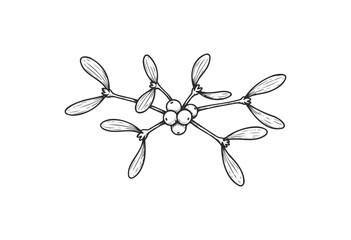 Wall Mural - detailed black and white sketch of mistletoe branch with leaves and berries - stock vector