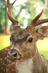 Wall Mural - closeup of an axis deer