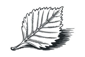 Wall Mural - Black and White Line Drawing of a Serrated Leaf on a. Vector hand drawn illustration